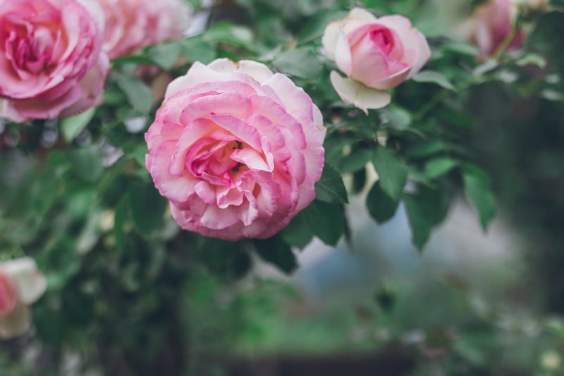 Design Thank You Cards